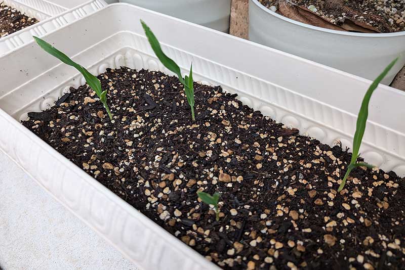 葉の尖った芽が出てきました