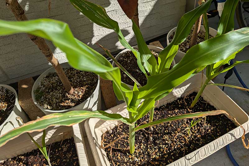 茎も葉も大きく成長