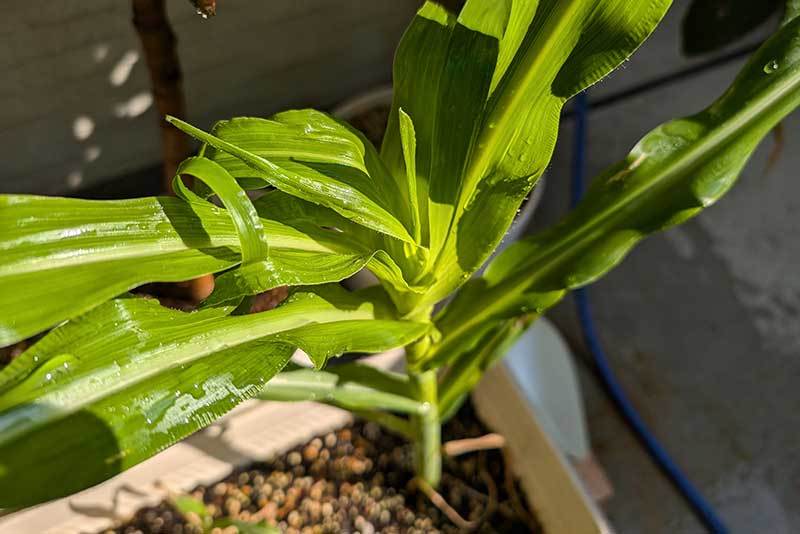 茎が太くなりました