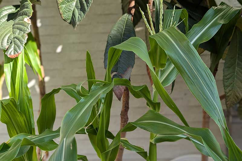 グングン背丈も伸びたトウモロコシ