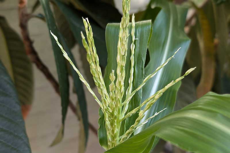 雄花が出てきました