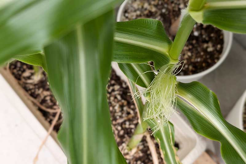 ヒゲの雌花が出てきました