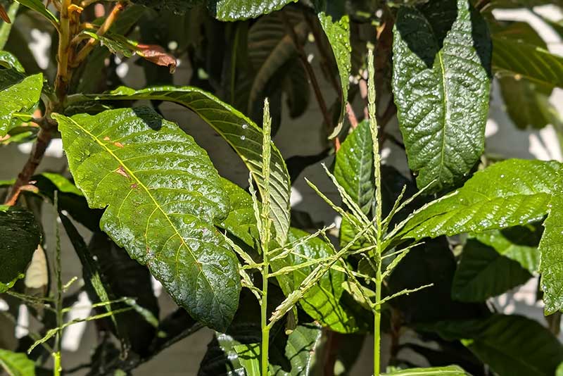 雄花がしっかりしてきた