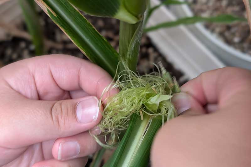 雄花を雌花に擦って受粉作業
