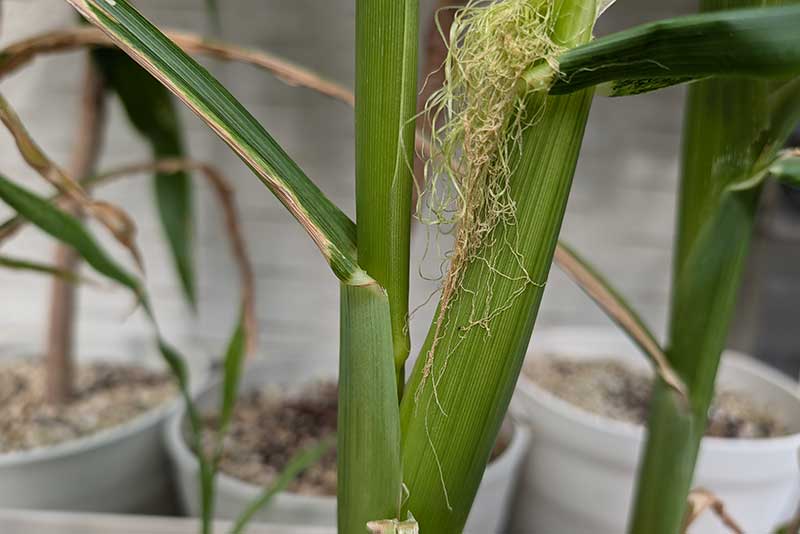 トウモロコシの実がなり始めた