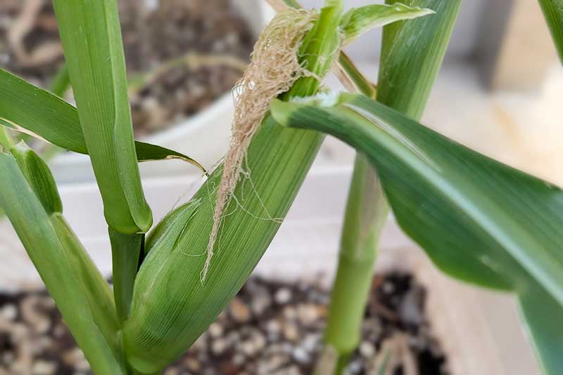 トウモロコシの実