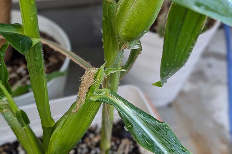 複数ヶ所に実ができた