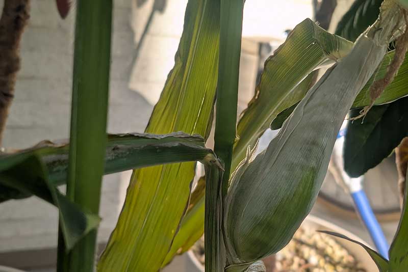 少ししおれてきたトウモロコシの実