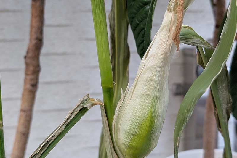 外皮が白くなってきた