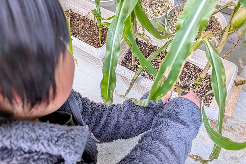 茎を切って収穫作業