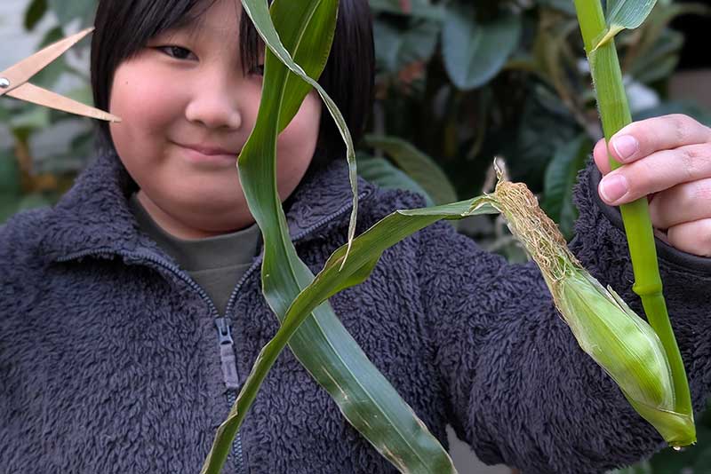 小さなトウモロコシの実と次男君