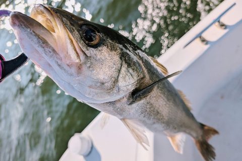 真夏のボートシーバス釣果報告!神戸湾奥は釣果もアツかった!!