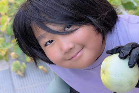 小学生がプランター栽培でプリンスメロンを種から育てて収穫する観察日記の投稿画像
