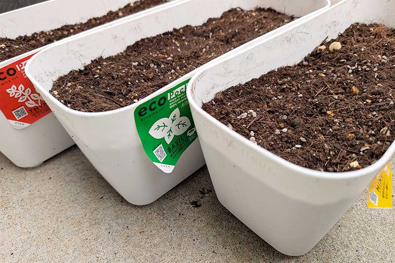 小さな白いプランターにハーブの種を植え終わりました