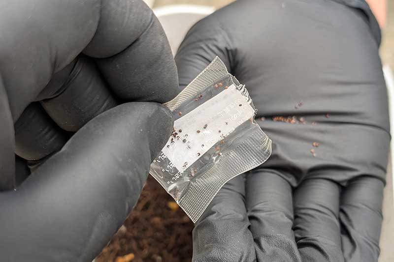 胡麻よりも小さいハーブの種