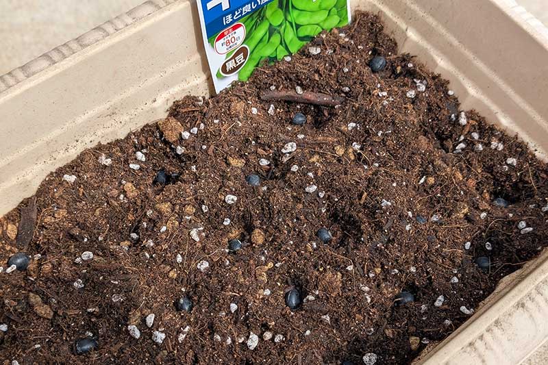 黒豆の種を植え終わり