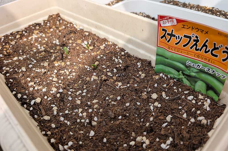 スナップエンドウの種が植えられたプランターから、いくつかの小さな双葉が発芽している様子。手前にはスナップエンドウの種袋が見える。経過日数:15日目