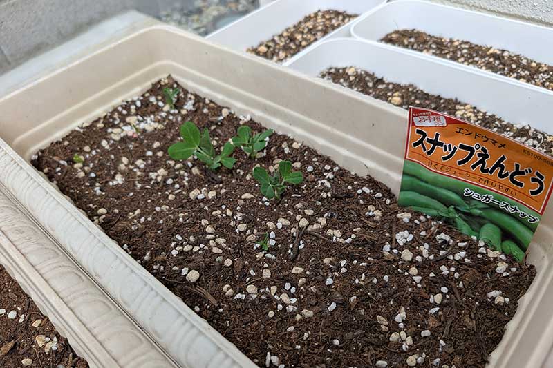長方形のプランターに複数のスナップエンドウの芽が育っている。双葉がしっかりと開き、茎が少しずつ伸び始めている。土には白いパーライトが混ざり、通気性が保たれている。