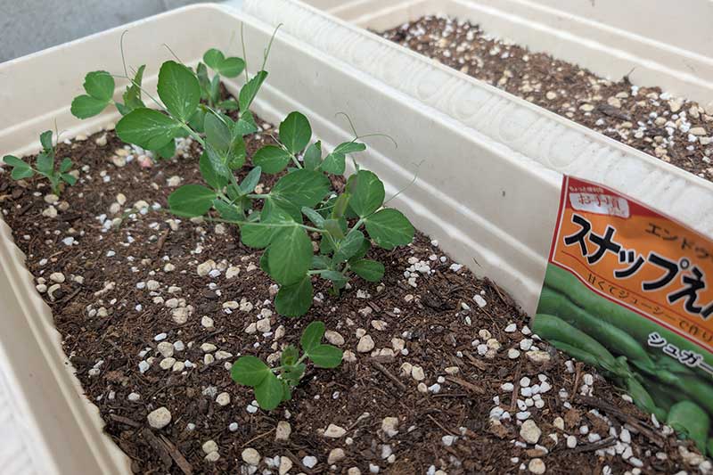 プランターで育つスナップエンドウ。茎が長く伸び、本葉が複数枚開いている。蔓(つる)が伸び始めている株もある。