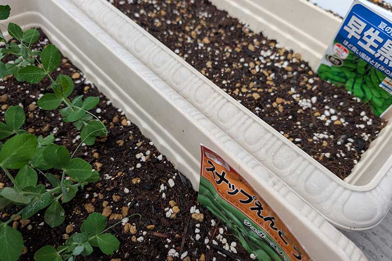 プランターで育つスナップエンドウ。他のプランターで育てている早生黒豆がスナップエンドウと同じくらいまで成長してきている。経過日数:35日目