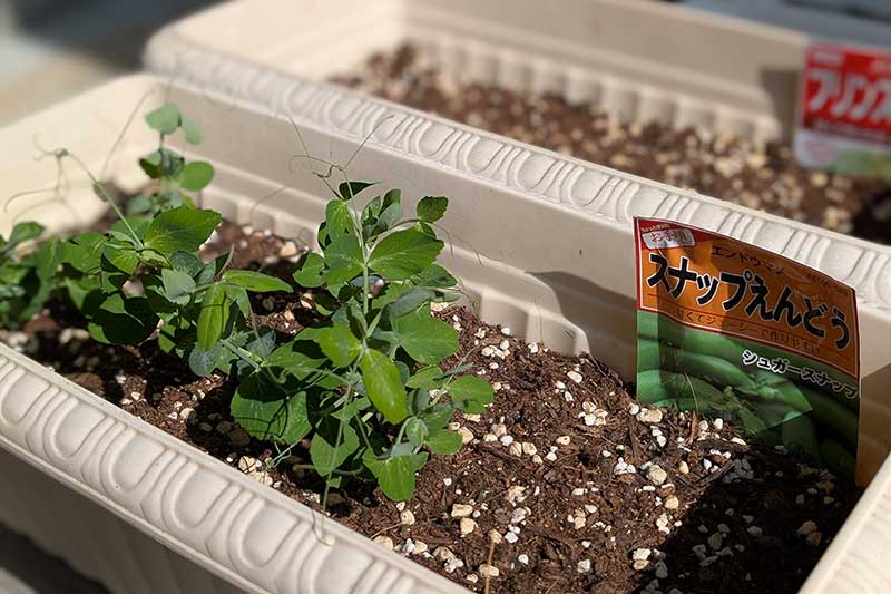 プランターで育つスナップエンドウ。茎が太くなり、葉の数も増え、蔓がより長く伸びている。数本の蔓はすでに絡み合い始めている。経過日数:40日目