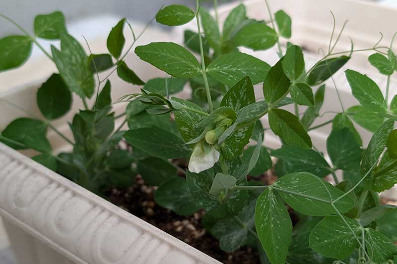 種をまいてから45日目、ついにスナップエンドウの花が咲きました!プランターで育つスナップエンドウ。株の中心に白い小さな花が咲いている。経過日数:45日目
