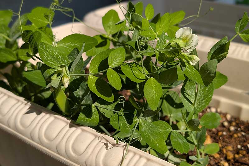 プランターで育つスナップエンドウ。株の中心に白い花が複数咲き、その根元に小さなサヤがつき始めている。経過日数:50日目。