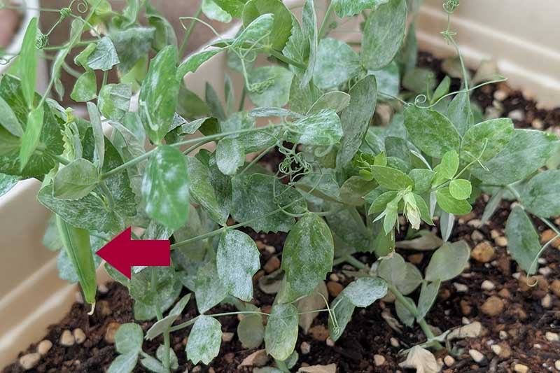 プランターで育つスナップエンドウ。株の中心に、大きく成長したサヤが1つなっている。経過日数:55日目。