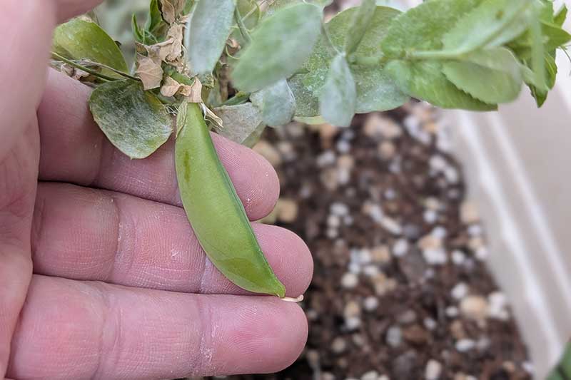 収穫されたスナップエンドウのサヤを指でつまんでいる様子。サヤがふっくらと膨らんでおり、豆の形がわかる。経過日数:65日目。