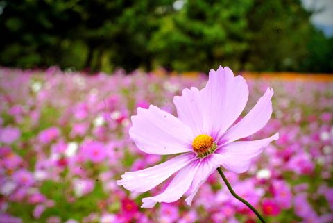 【満開で見頃】武庫川コスモス園 開花状況レポ (2025年11月最新)の投稿画像