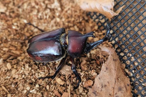 2月まで生きた！長生きカブトムシと次男君の愛情飼育奮闘記！！の投稿画像