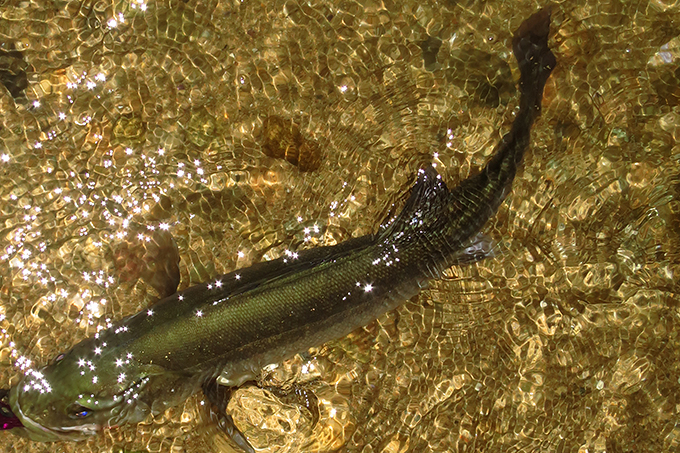 シーバスを釣る為の捕食スポットについて