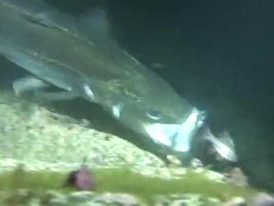 シーバスの捕食