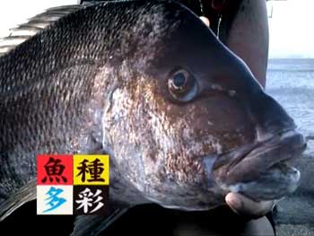 旬の釣り・堤防での両軸遠投カゴ釣り