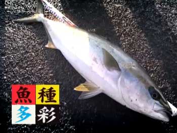 旬の釣り・堤防での両軸遠投カゴ釣り